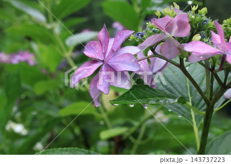 雨上がりに水滴が付く紫陽花の花 南沢あじさい山 雨上がりに水滴が付く紫陽花の花 南沢あじさい山 143737223
