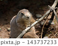 木の枝に両手をかけたプレーリードッグ 143737233