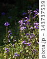 春3月紫色のオオアラセイトウの花 春3月紫色のオオアラセイトウの花 143737539