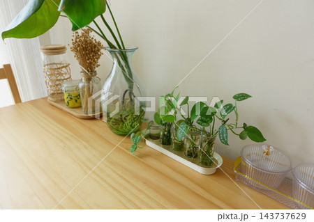 Houseplants and glass jars arranged along a wooden table indoors Houseplants and glass jars arranged along a wooden table indoors 143737629