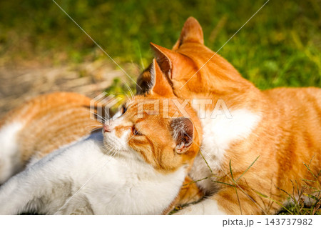 ザ・ワイルドキャッツ 143737982