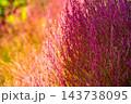 色付くコキア～光と影～ 143738095