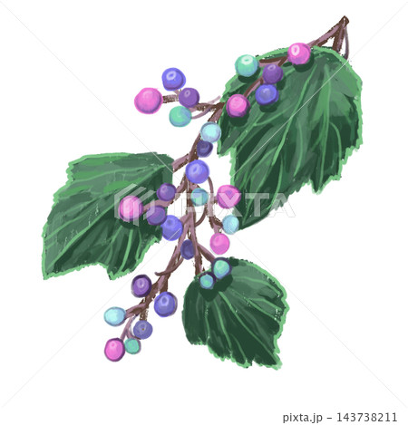 やさしい手描き風 野葡萄のイラスト やさしい手描き風 野葡萄のイラスト 143738211