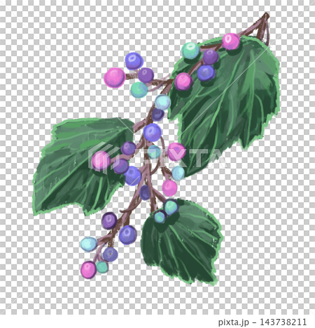 やさしい手描き風 野葡萄のイラスト やさしい手描き風 野葡萄のイラスト 143738211
