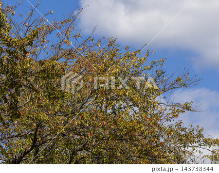 赤く色付き始めた桜の葉と秋晴れの空 赤く色付き始めた桜の葉と秋晴れの空 143738344