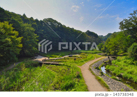 【神奈川県】大和市泉の森、夏の風景 【神奈川県】大和市泉の森、夏の風景 143738348