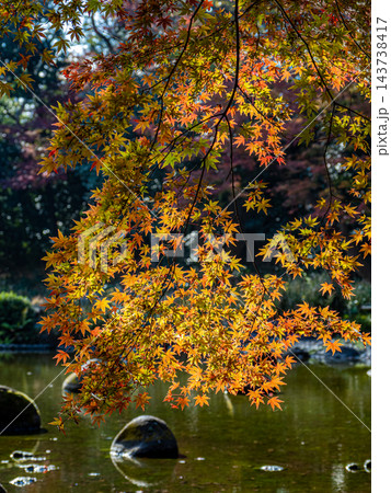 紅葉に彩られた小石川後楽園 紅葉に彩られた小石川後楽園 143738417
