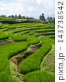 Green Rice Terraces at Pa Bong Piang in Chiang Mai Thailand 143738542