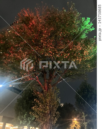 夜の街並みでカラフルにライトアップされた大木 夜の街並みでカラフルにライトアップされた大木 143738685