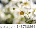 秋明菊のつぼみ～秋の光の中で～ 143738864