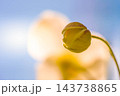 秋明菊のつぼみ～秋の光の中で～ 143738865