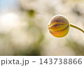 秋明菊のつぼみ～秋の光の中で～ 143738866