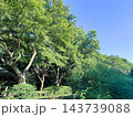 快晴の青空と新緑豊かな公園の木々 143739088