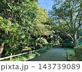 緑豊かな公園の遊歩道と木漏れ日の散策路 143739089