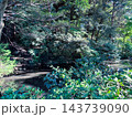 緑の木々に囲まれた静かな池 143739090