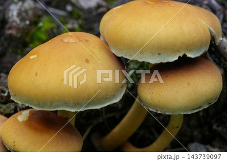 Fresh wild yellow sulphur tuft or clustered woodlover, Hypholoma fasciculare mushrooms growing in a natural forest 143739097