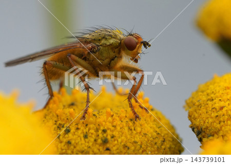 Macro shot of a detailed yellow dung fly, Scathophaga stercoraria resting and perched on top of a vibrant vibrant yellow Tansy 143739101