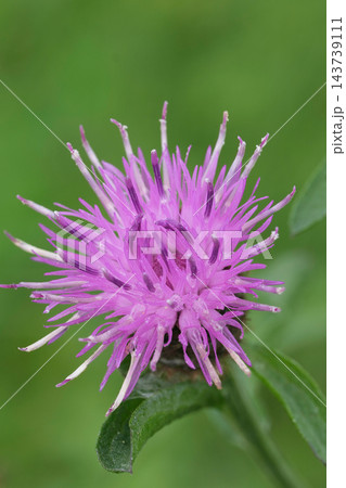 Vibrant purple knapweed, Centaurea jacea flower in full bloom with intricate petal details, standing out against green background 143739111