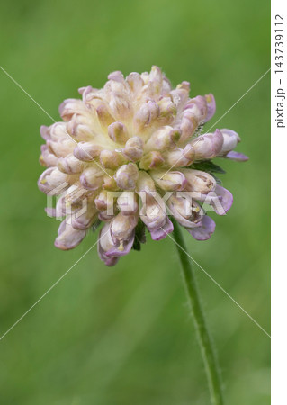 Close-up of a delicate pink Knautia arvensis flower blooming in a lush green meadow, capturing the serene beauty of springtime nature 143739112