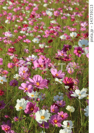 コスモス畑で満開になったピンク色のコスモスの花畑 143739113
