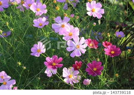 秋の野に咲くピンクのコスモスの花 143739118