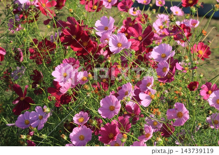 秋の野に咲くピンクのコスモスの花 143739119