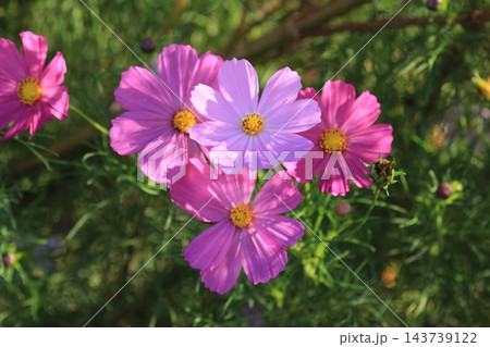秋の野に咲くピンクのコスモスの花 秋の野に咲くピンクのコスモスの花 143739122