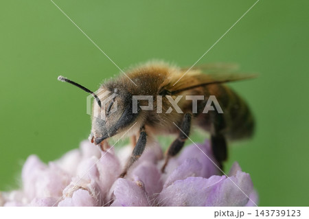 A close-up shot of a honeybee foraging on a purple flower with a soft green background in a natural garden setting A close-up shot of a honeybee foraging on a purple flower with a soft green background in a natural garden setting 143739123