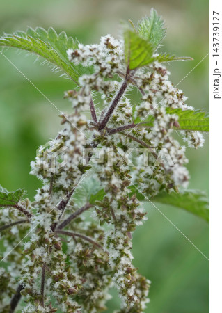 Close-up of blooming stinging nettle plant, Urtica dioica, with small white flowers and jagged green leaves in natural outdoor Close-up of blooming stinging nettle plant, Urtica dioica, with small white flowers and jagged green leaves in natural outdoor 143739127