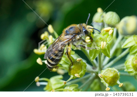 Closeup on a female Ivy bee, Colletes hederae feeding on it's flowering host plant in the late summer Closeup on a female Ivy bee, Colletes hederae feeding on it's flowering host plant in the late summer 143739131