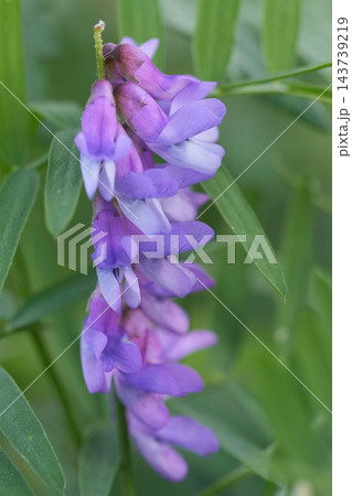 Close-up of a cow vetch wildflower, Vicia cracca, displaying delicate purple petals and lush green foliage in natural light Close-up of a cow vetch wildflower, Vicia cracca, displaying delicate purple petals and lush green foliage in natural light 143739219