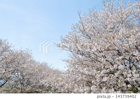 青空に映える桜 青空に映える桜 143739402