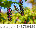 結実する洋種山牛蒡～秋の光の中で～ 143739489