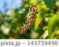 結実する洋種山牛蒡～秋の光の中で～ 143739490