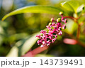 結実する洋種山牛蒡～秋の光の中で～ 143739491