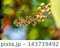 結実する洋種山牛蒡～秋の光の中で～ 143739492