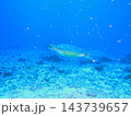 青い海を泳ぐアオウミガメ　水中写真 143739657