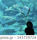 水族館　エイと見つめ合う子供の後ろ姿 143739728