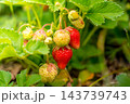 色付き始める苺 143739743