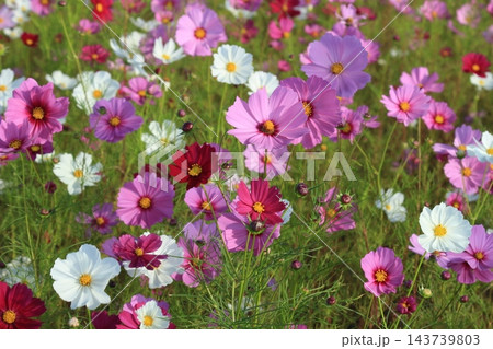 秋の野に咲くピンクのコスモスの花 秋の野に咲くピンクのコスモスの花 143739803