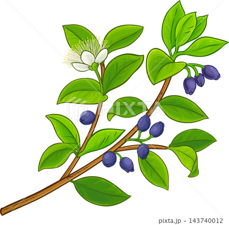 Myrtle Branch Colored Detailed Illustration 143740012