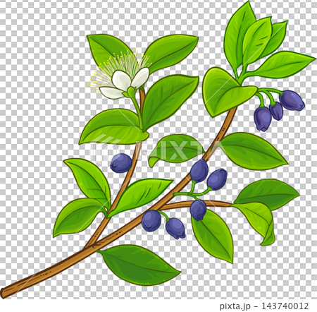 Myrtle Branch Colored Detailed Illustration 143740012