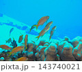 キンギョハナダイ群れ、サンゴと青い海　水中写真 143740021
