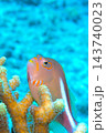 メガネゴンベ、サンゴと青い海と魚　水中写真 143740023