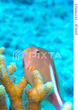 メガネゴンベ、サンゴと青い海と魚　水中写真 143740023