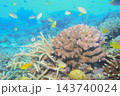 サンゴと青い海と魚たち　水中写真 143740024