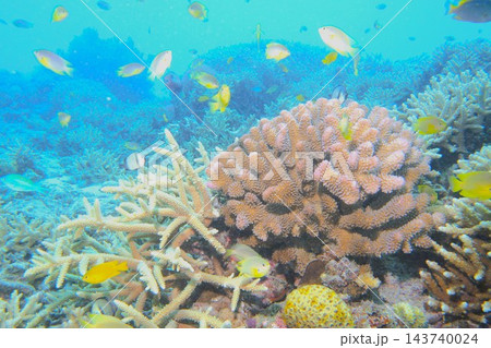 サンゴと青い海と魚たち 水中写真 サンゴと青い海と魚たち 水中写真 143740024