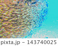 珊瑚礁に群れるキンメモドキ群れ　水中写真 143740025