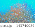 青い海とイソバナに群れる魚たち　水中写真 143740029