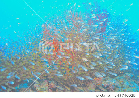 青い海とイソバナに群れる魚たち　水中写真 143740029